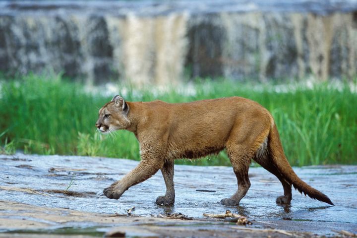 A mountain lion, similar to this, attacked a 5-year-old boy as he was playing outside his Colorado home on Friday, authorities said.
