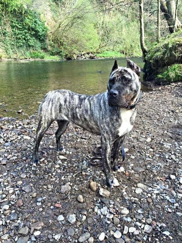 Troy, a rare-breed Spanish presa canario, who was strangled and dumped in a canal, became the first dog to feature on the BBC's Crimewatch programme.