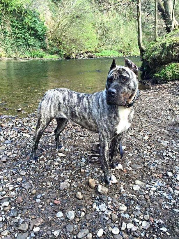 <strong>Troy, a rare-breed Spanish presa canario, who was strangled and dumped in a canal, became the first dog to feature on the BBC's Crimewatch programme.</strong>