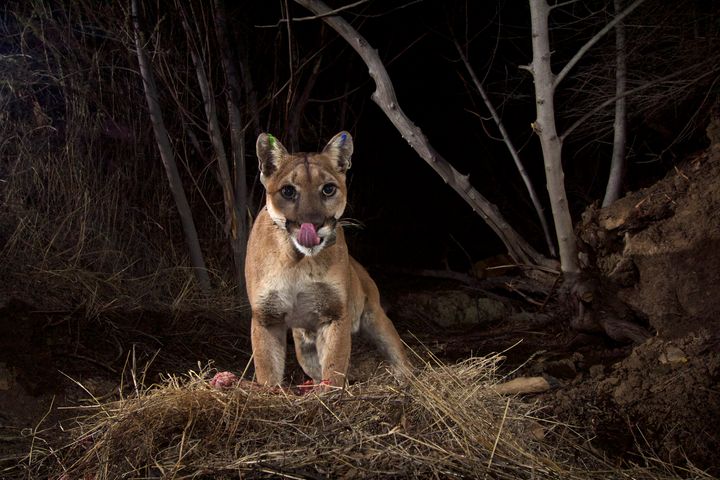 There are 4,500 mountain lions in Colorado