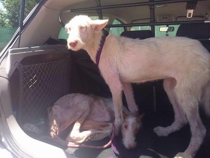 The two dogs' fur is growing back as they recover.