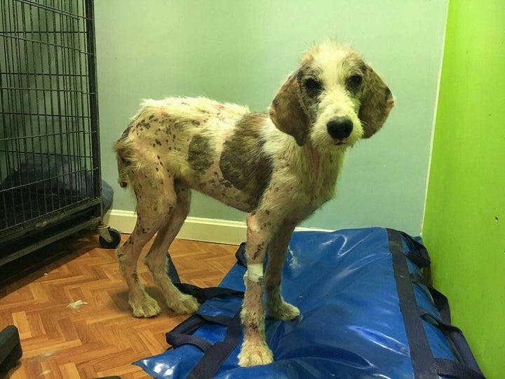 The animal rescue group believes that Bosque, a third dog, came from the same awful situation as Raiz and Tierra.