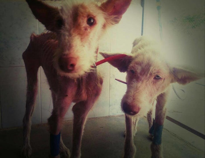 The two dogs a few days after their rescue.