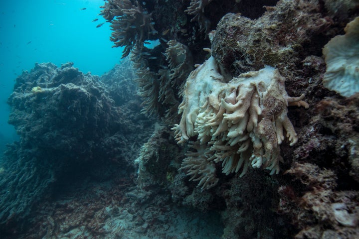 Soft coral decomposing and falling off the reef, captured by the XL Catlin Seaview Survey at Lizard Island on the Great Barrier Reef in May 2016.