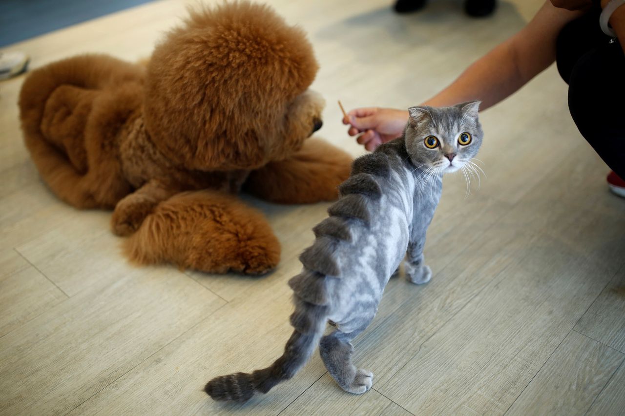 A cat with a "stegosaurus spine" design cut into its fur
