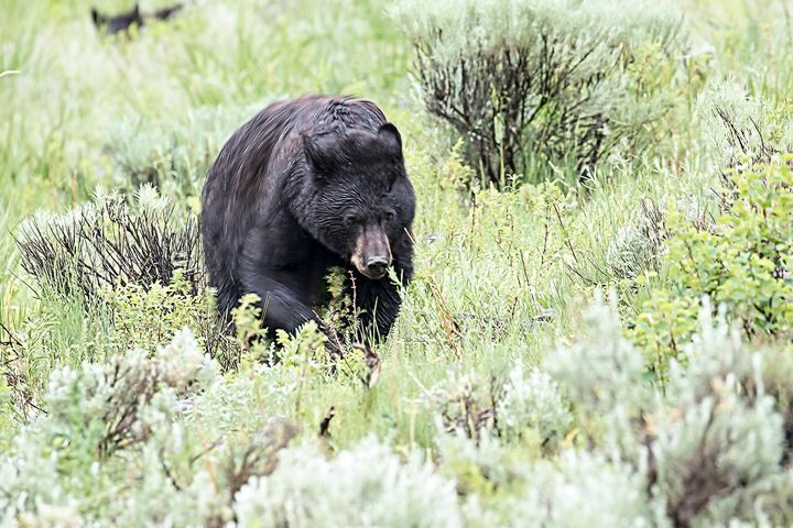A fire official said the weekend attack by a black bear (not the one pictured) was the first to occur in the area in years.