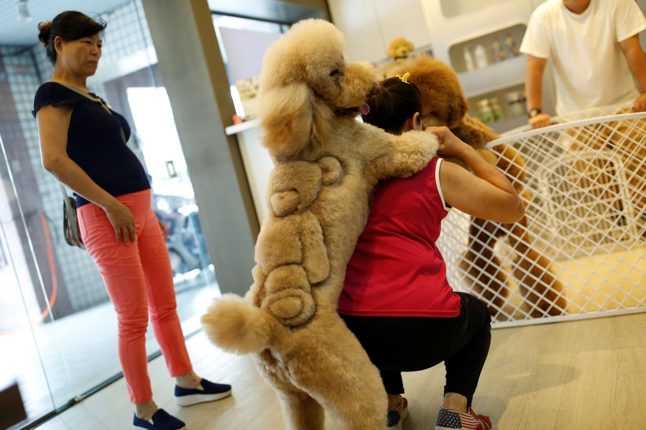 A woman plays with a dog with a teddy bear cut into its fur at a pet shop, in Tainan, Taiwan June 19, 2016.