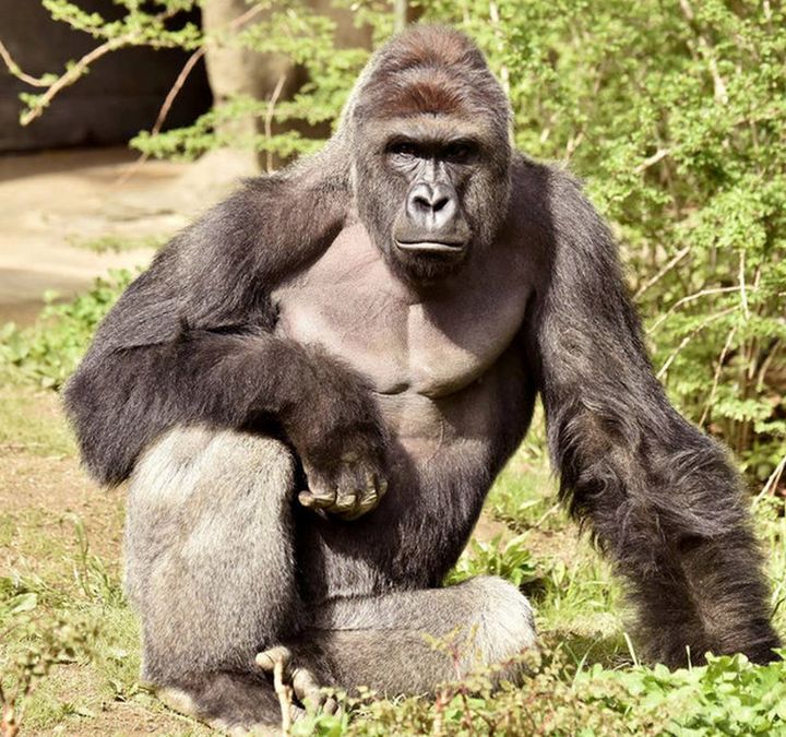 <strong>Harambe was shot dead at a Cincinnati Zoo in May</strong>