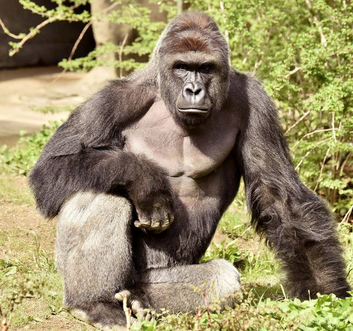 Harambe was shot dead at a Cincinnati Zoo in May