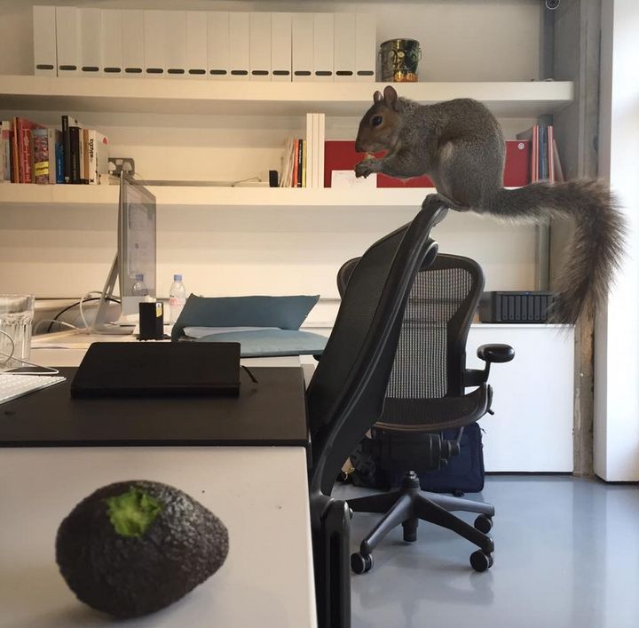 South London squirrel, Cyril, has been saved after 5,000 people signed a petition to save him