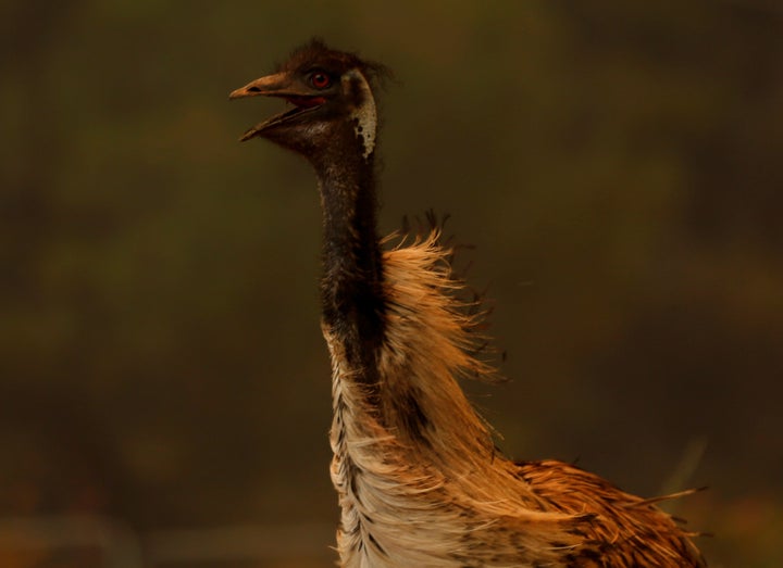 An emu runs to escape an approaching wildfire as it burns near Potrero, California, U.S. June 20, 2016. 