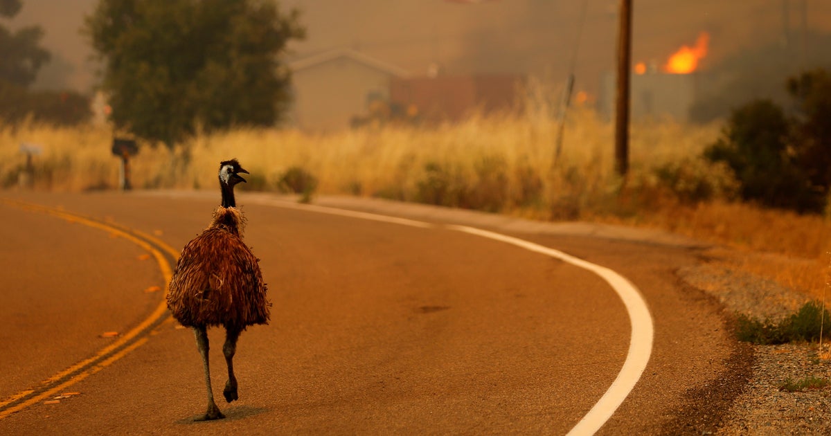 Emu Escaping Wildfire Watches As Homes Go Up In Flames | HuffPost UK ...
