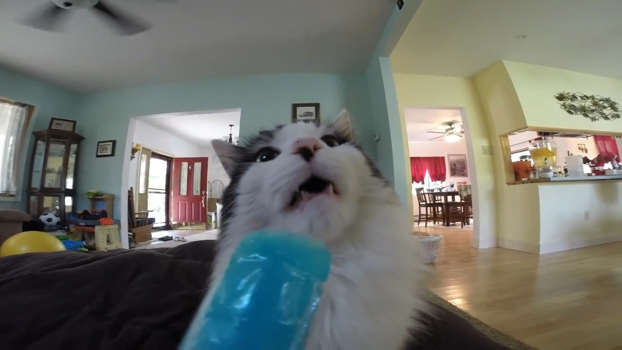 cats eating ice cream brain freeze