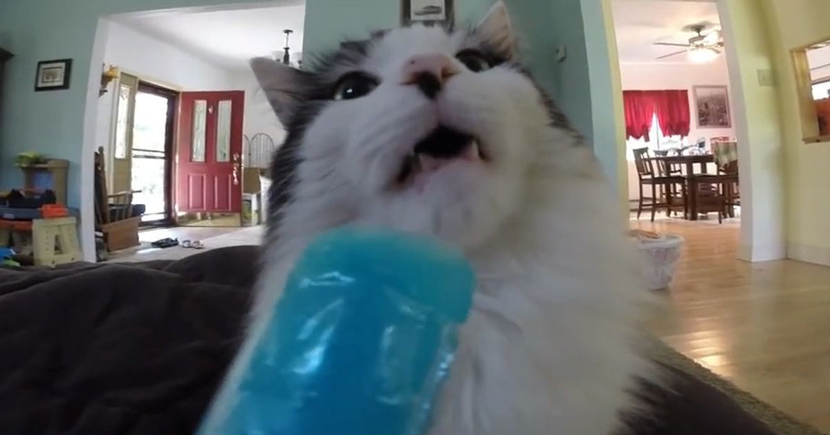 Everything’s Horrible Anyway, So Let’s Watch Cats Getting Brain Freeze