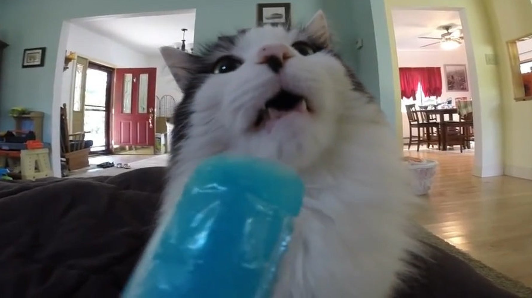Everything s Horrible Anyway So Let s Watch Cats Getting Brain