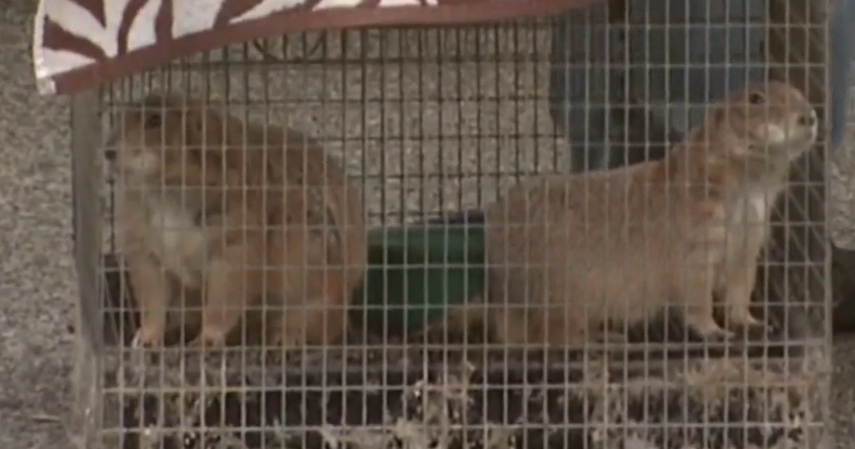 418 Birds, Turtles, Prairie Dogs, Even A Skunk, Removed From Long ...