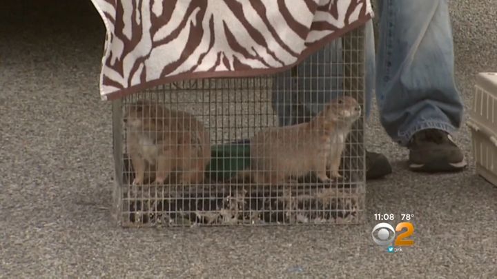 These two prairie dogs were among the animals removed from a Long Island home.