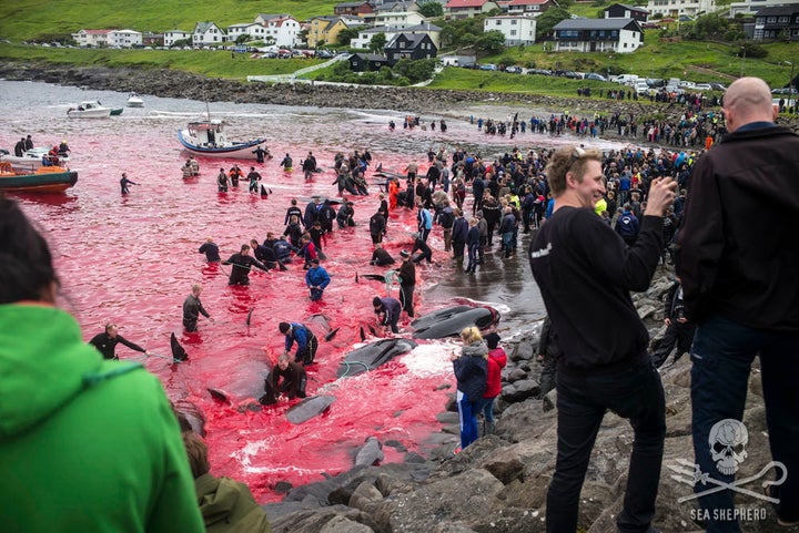 On August 12, 2015, 61 pilot whales were slaughtered at the Sandavágur killing beach in the Danish Faroe Isles. Five Sea Shepherd volunteers were arrested for standing in their defense.