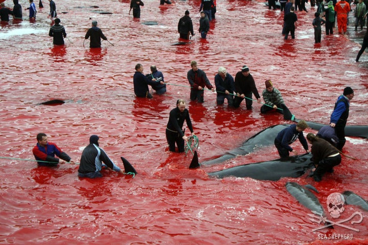 Another bloody day on the Faroe Islands.