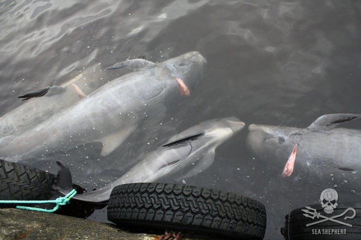 Tethered dead whales, including young, at Sandavágur, waiting to be butchered.