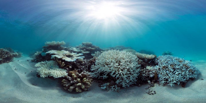 A panorama of coral bleaching in the Maldives in May.