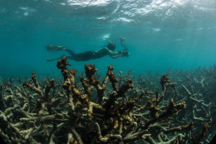 A snorkeler swims over a dead coral reef in May 2016 after a bleaching event.