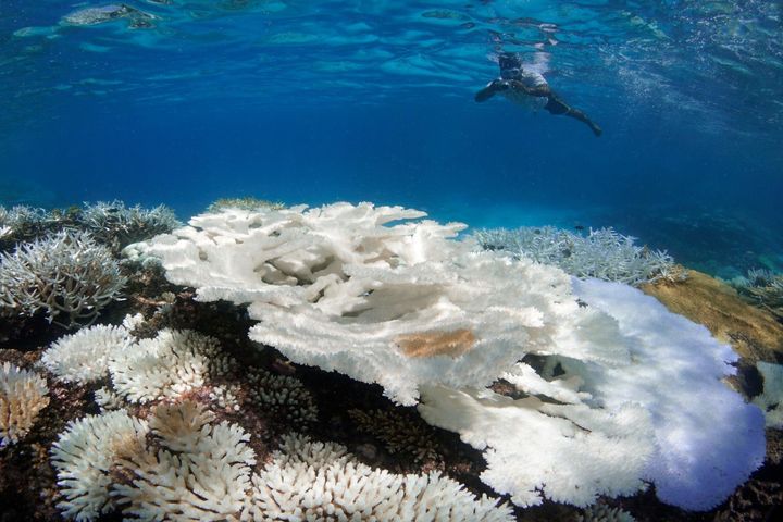 Snorkeler surveying coral bleaching in the Maldives in May.