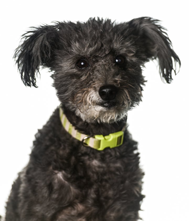 Pumi store poodle mix