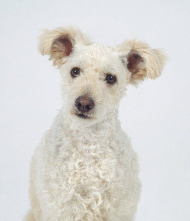 Newest Dog Breed Is The Most Precious Thing We've Ever Seen | HuffPost UK  Home & Living