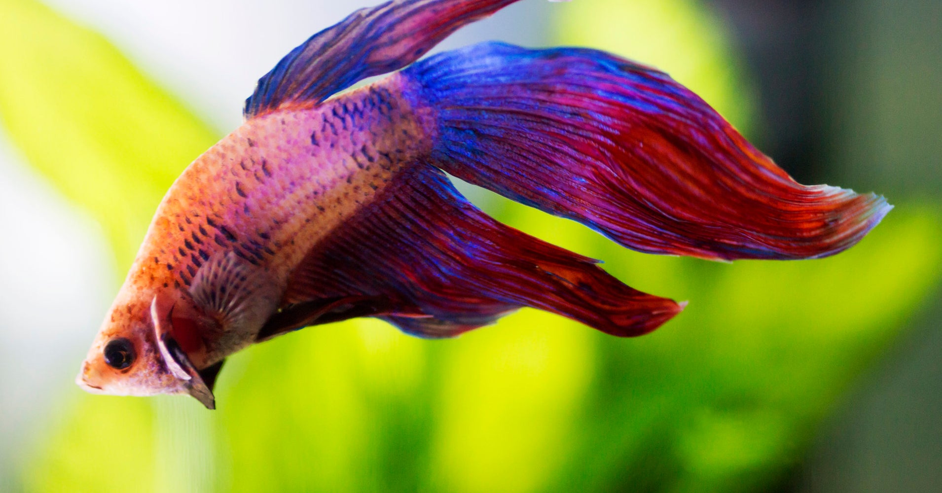 This Woman Is Fighting To Save Fish From Alleged Cruelty