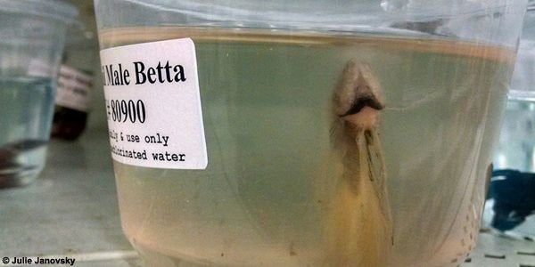 this woman is fighting to save fish from alleged cruelty at walmart