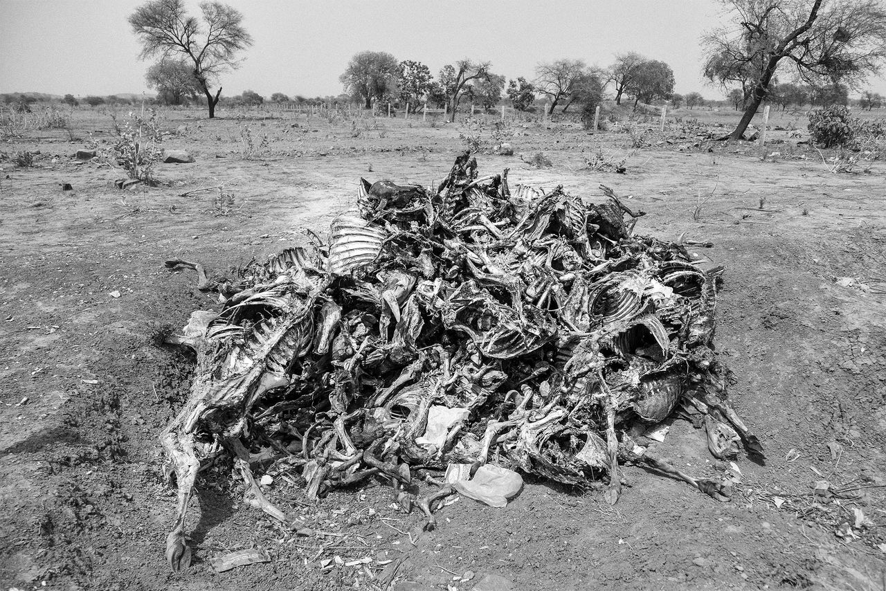 Piles of livestock carcasses are a common sight across the parched landscape of Bundelkhand.