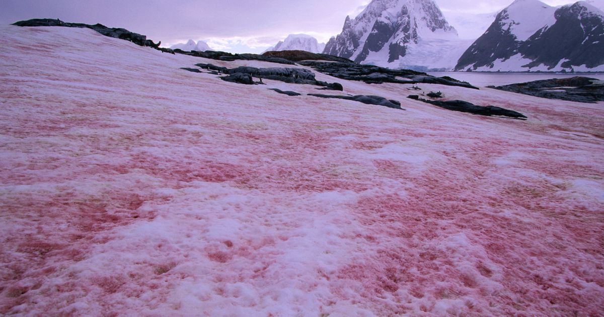 Pink Snow Looks Awesome, But Is Another Climate Change Indicator
