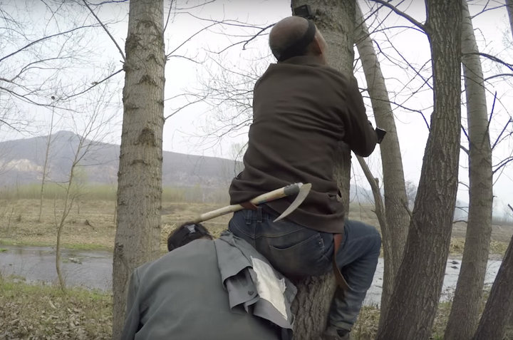 Wenqi helps lift his "brother" into a tree so he can take cuttings to replant in their village.