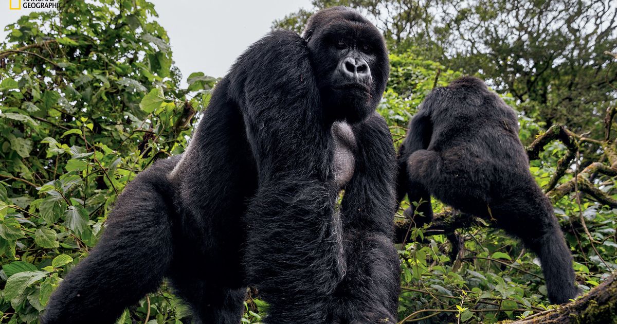 How Africa's Mountain Gorillas Staged a Comeback, Science