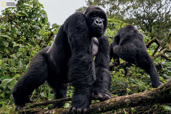 A silverback from the 22-member Mapuwa family emerges from the jungle to keep an eye on a ranger patrol. The park has largely succeeded in protecting mountain gorillas, its top tourist draw, from violence. Their population is now growing.