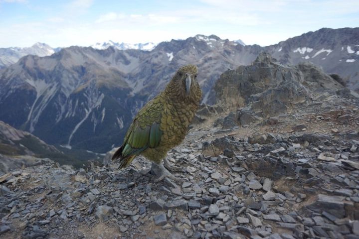 This parrot greeted us as the top of a mountain in New Zealand, called “Avalanche Peak”.
