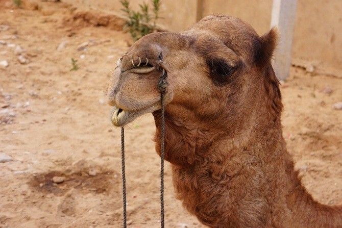Saying hello to this fellow in “camel country”, in Pushkar, Rajasthan in Northern India.