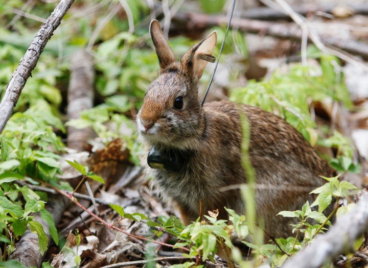 One of two young New England Cottontail rabbits that were released into private farmland in Dover, New Hampshire.