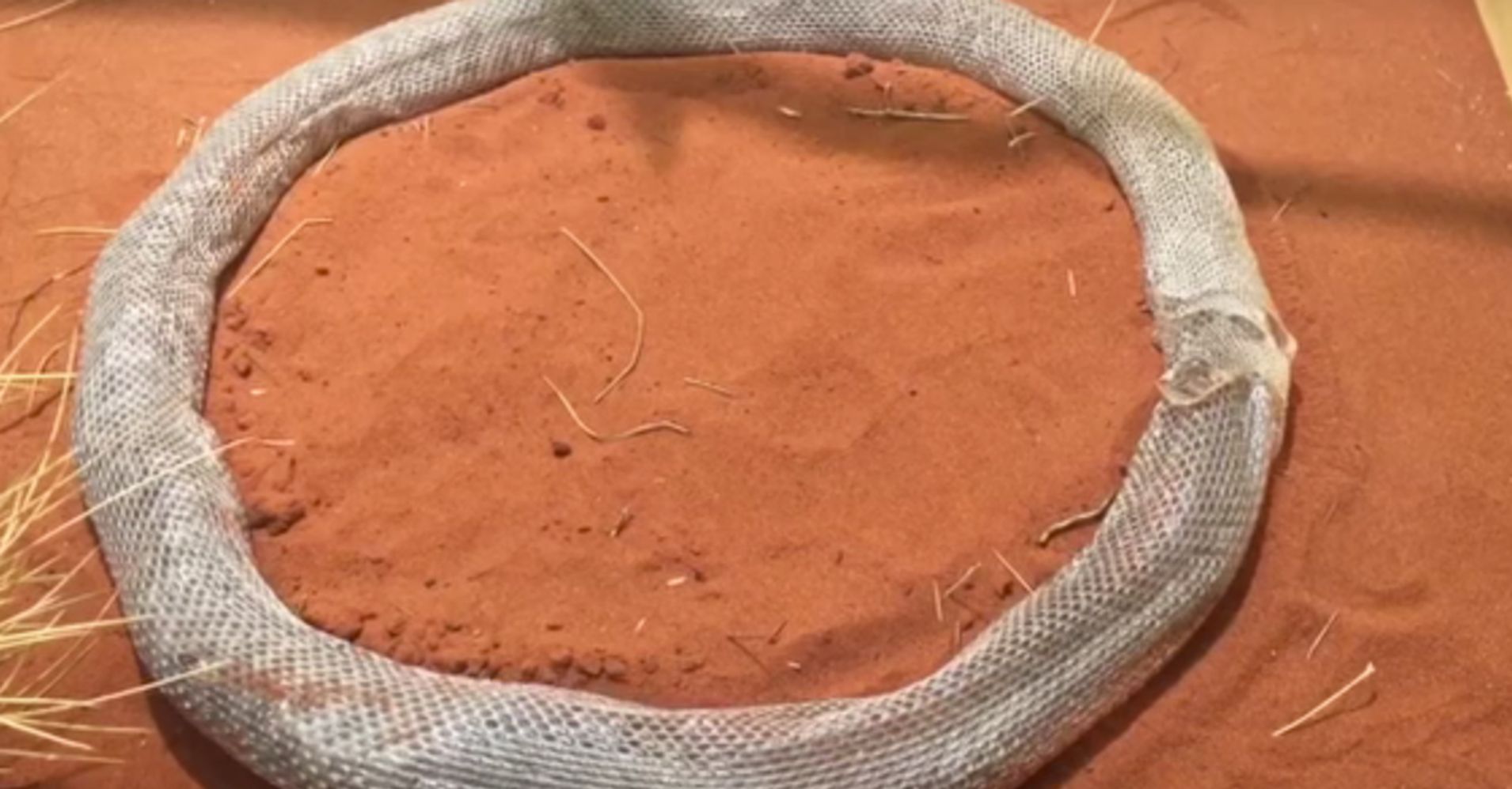 Shedding Snake Gets Lost Inside Its Own Skin For 3 Hours 
