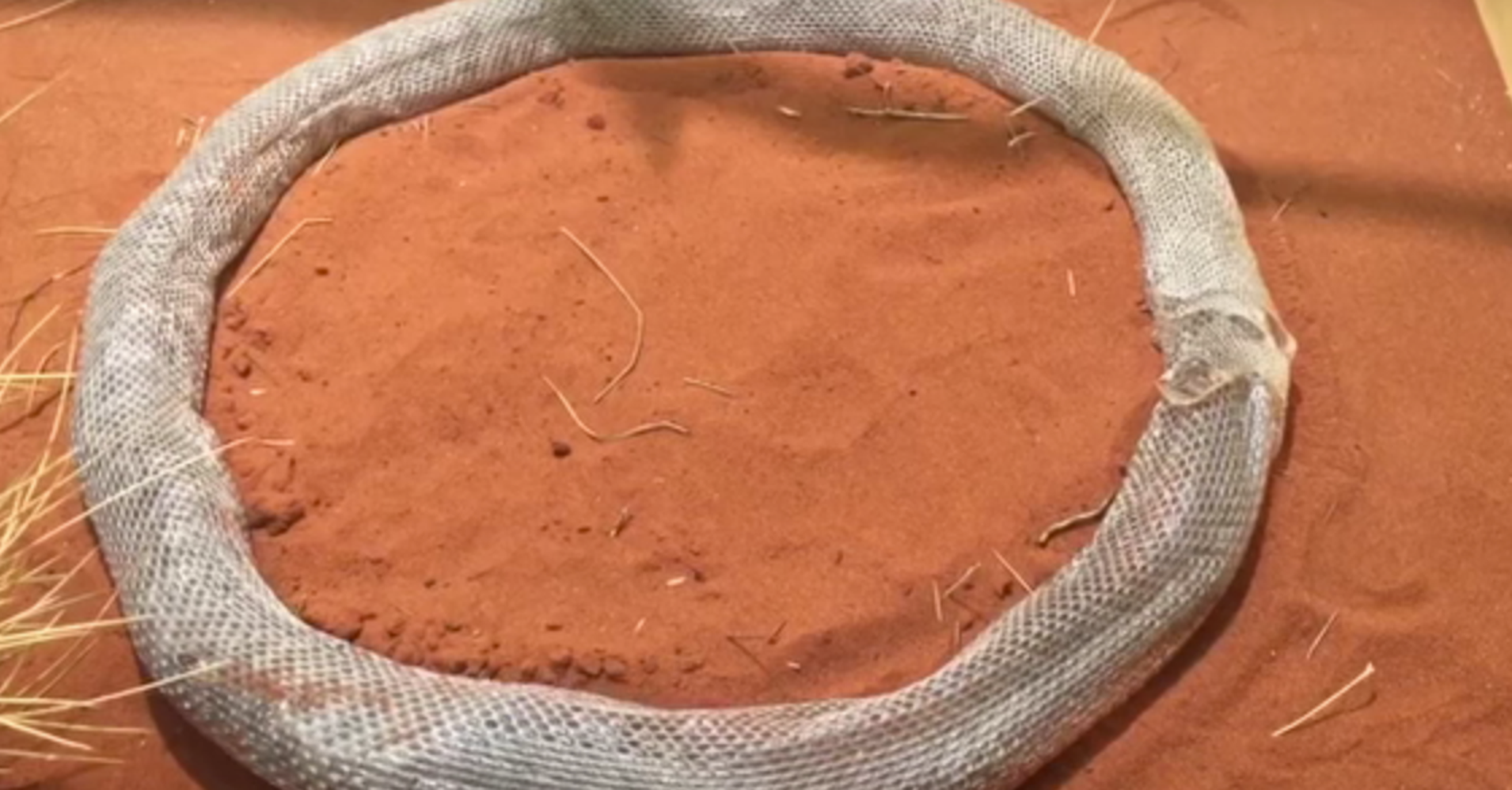 shedding snake gets lost inside its own skin for 3 hours