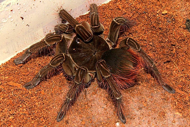 Burgundy Goliath Birdeater.