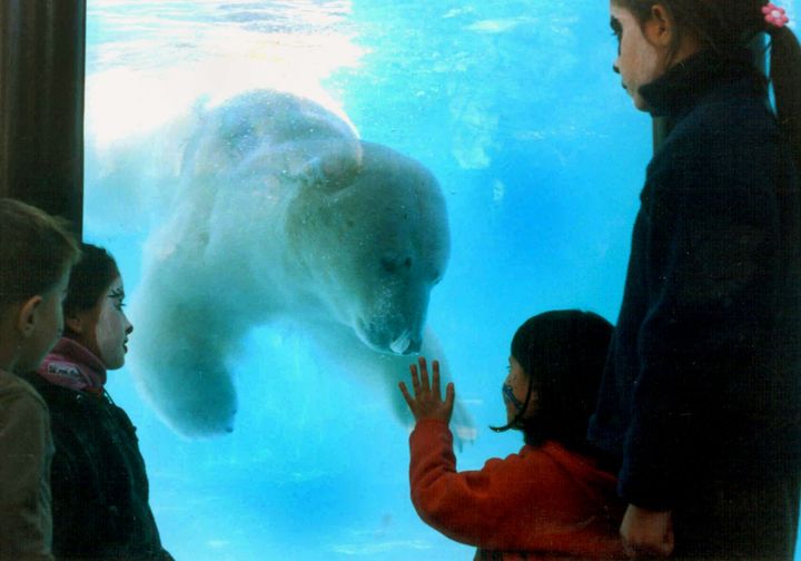 An undated photo of Winner, the polar bear who died from overheating at the zoo in 2012.