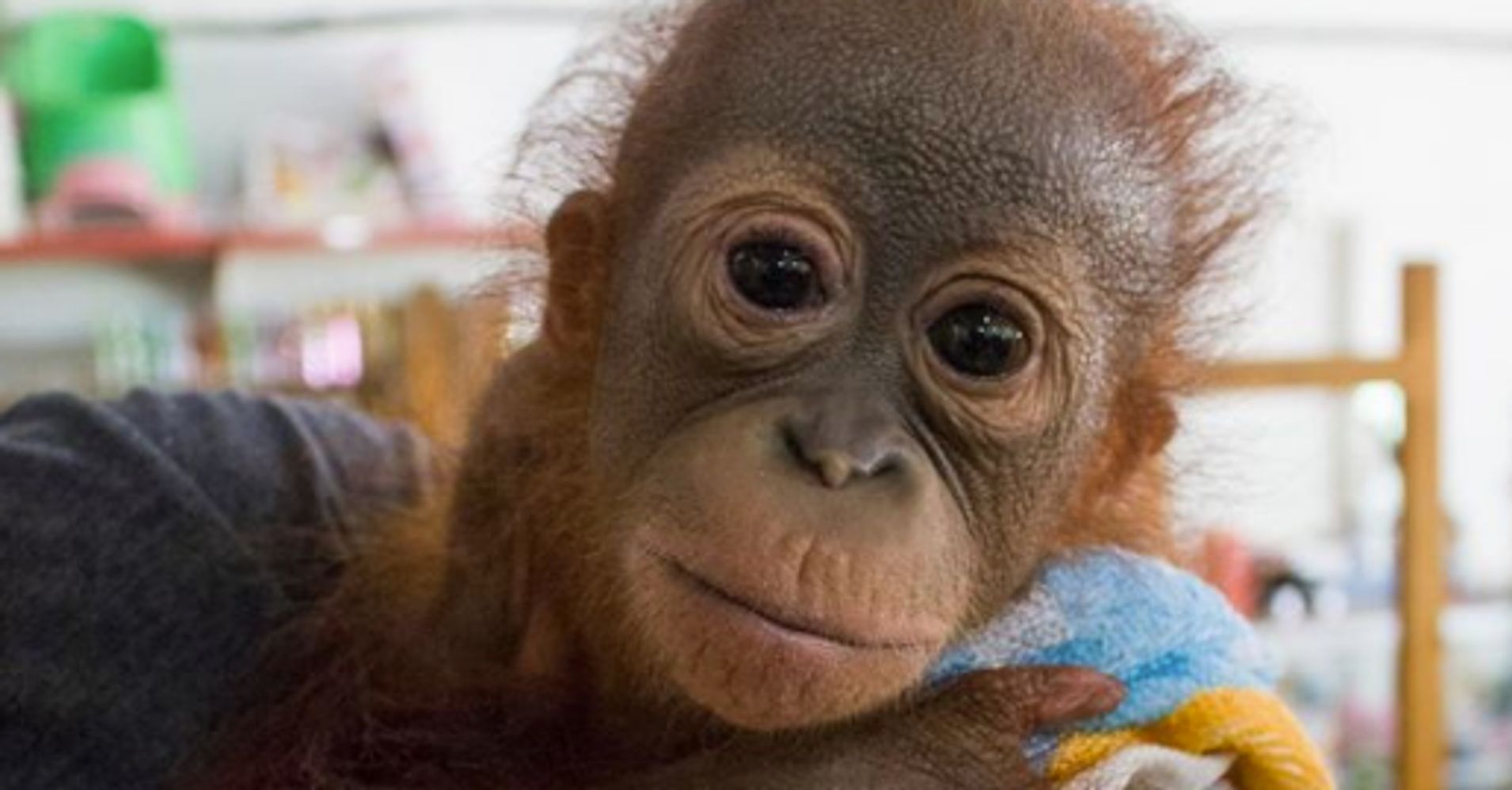 Hunters Shot This Baby  Orangutan  Then Left Him For Dead 
