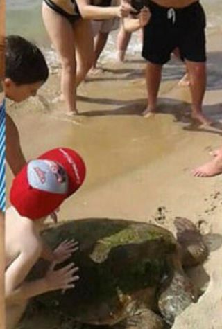 The female sea turtle was hoisted onto a beach in southern Beirut 