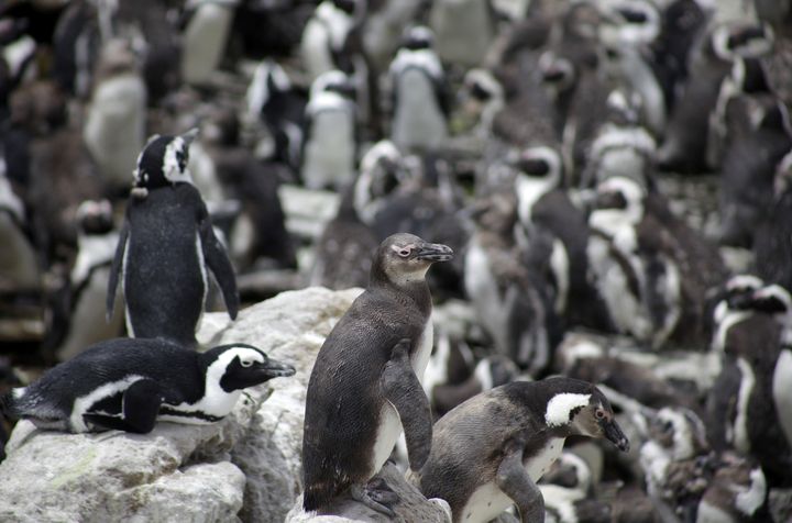 A colony of African penguins is pictured at the Penguin Reserve at Stony point in Betty's Bay near Kleinmond, southwest of Cape town, South Africa, November 26, 2009. (REUTERS/Kai Pfaffenbach/File Photo)