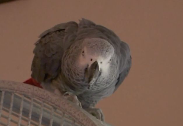 Martin Duram's parrot, Bud, has been saying, "Don't f***ing shoot!"