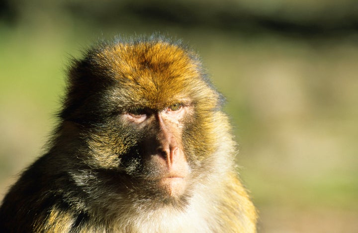 A Barbary macaque monkey.