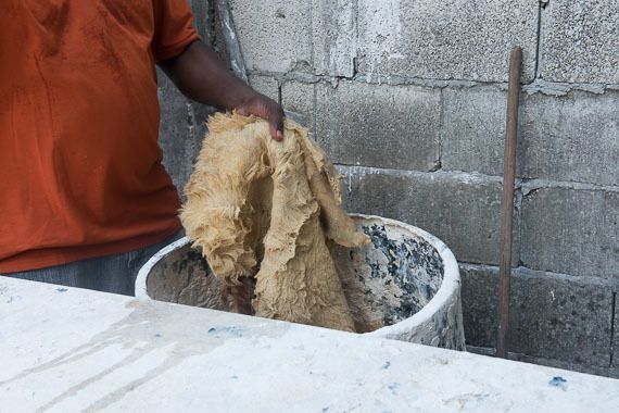 A goatskin being prepared for drying and stretching to be the head of a Junkanoo drum.