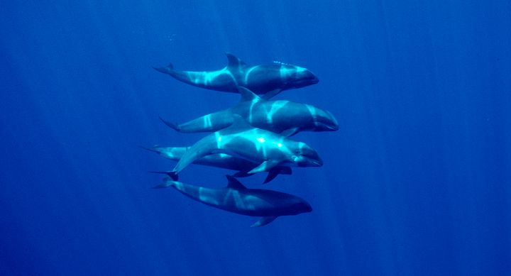 A group of melon-headed whales are pictured off the coast of Kona, Hawaii.